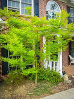 Load image into Gallery viewer, Japanese Maple, Seiryu #15
