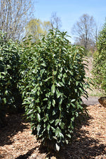 Load image into Gallery viewer, Cherry Laurel, Skinny Skip #10