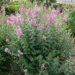 Load image into Gallery viewer, Lilac, Bloomerang Ballet #3