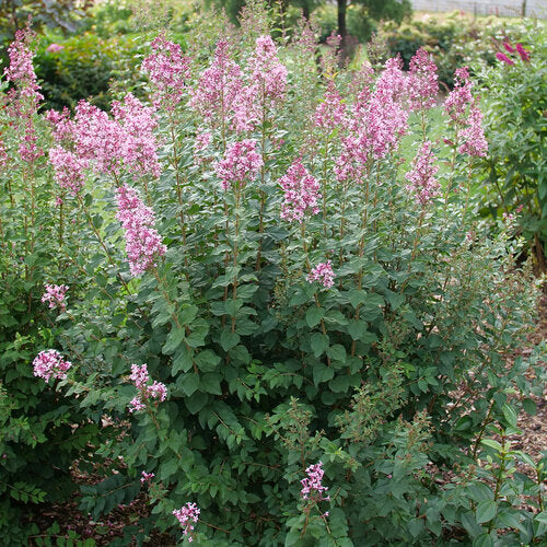 Lilac, Bloomerang Ballet #3