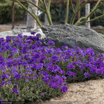 Load image into Gallery viewer, Verbena, EnduraScape Dark Purple #1
