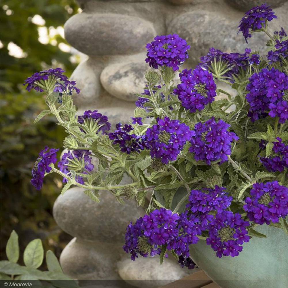 Verbena, EnduraScape Dark Purple #1 – Greenwood Creek Nursery