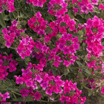 Load image into Gallery viewer, Verbena EnduraScape, Hot Pink #1