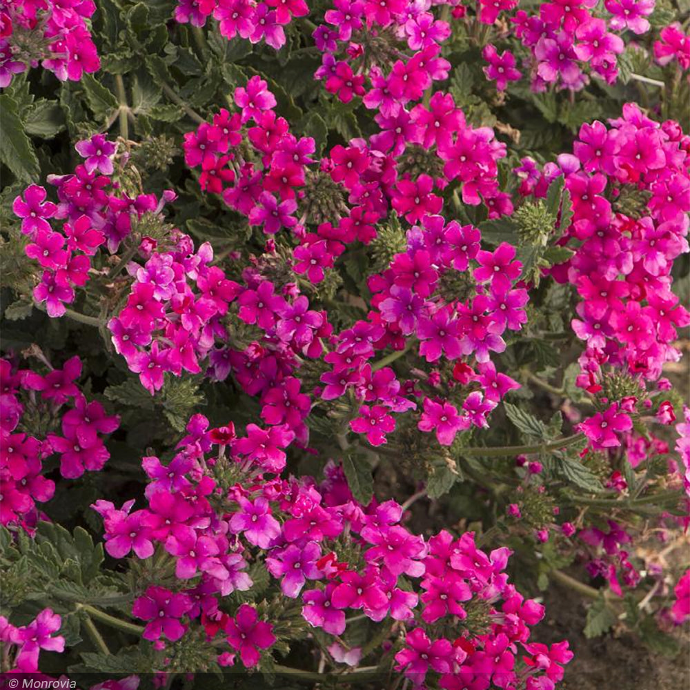 Verbena EnduraScape, Hot Pink #1