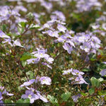 Load image into Gallery viewer, Veronica, Waterperry Blue Qt