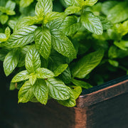 The Container Herb Garden