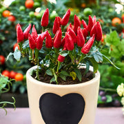 Growing Vegetables in Pots