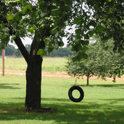 Plant a Tree This Fall