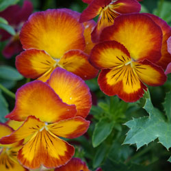 Fall in Love with Fall Pansies