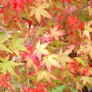 Choosing a Japanese Maple