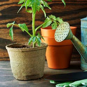 Vegetable Gardening Tidbits