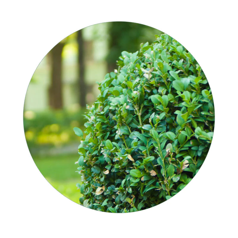 Featured Bushes & Shrubs