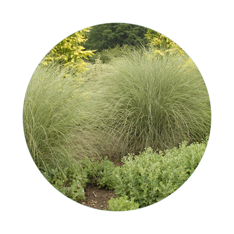 Featured Grasses