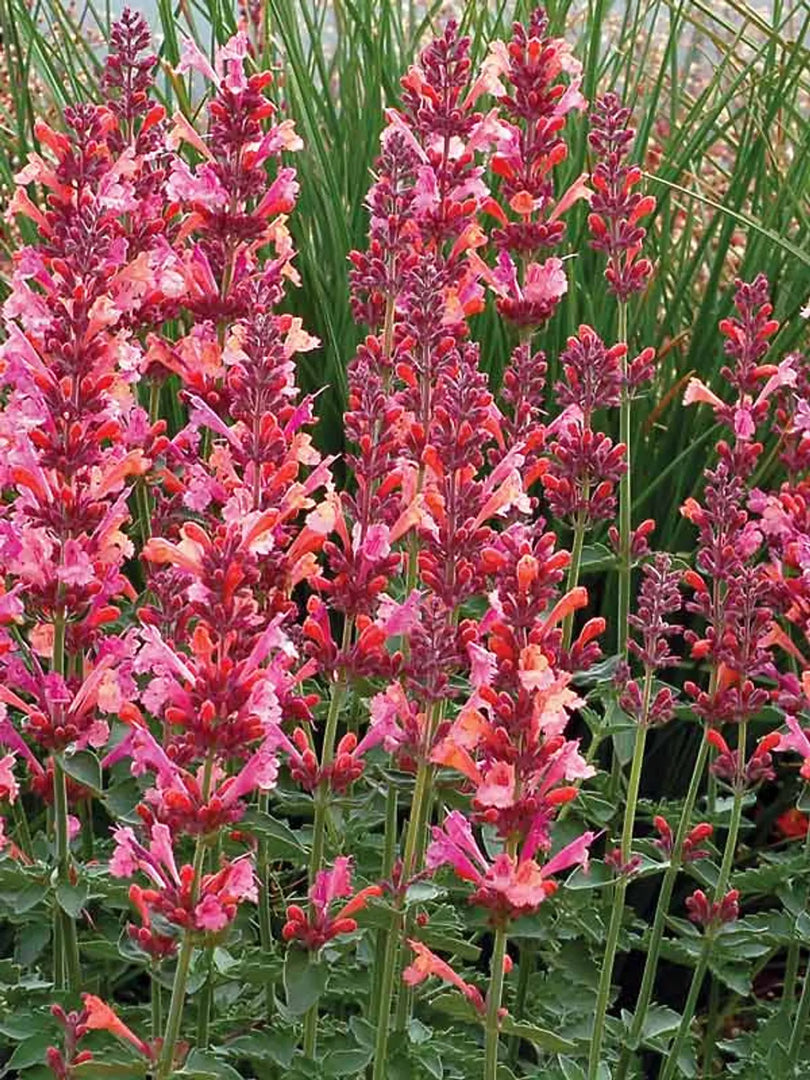 Agastache, Kudos Ambrosia #1