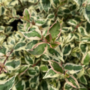 Abelia, Angel's Blush #2