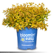 Abelia, Mango Twist #3