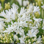 Load image into Gallery viewer, Agapanthus, Bridal Veil #1
