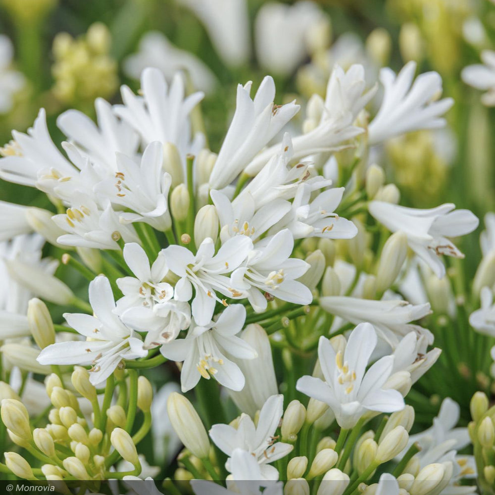 Agapanthus, Bridal Veil #1