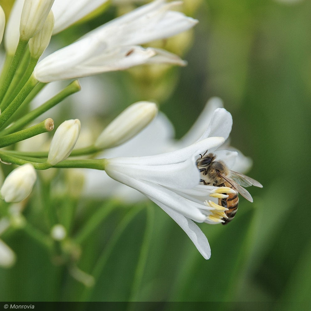 Agapanthus, Bridal Veil #1