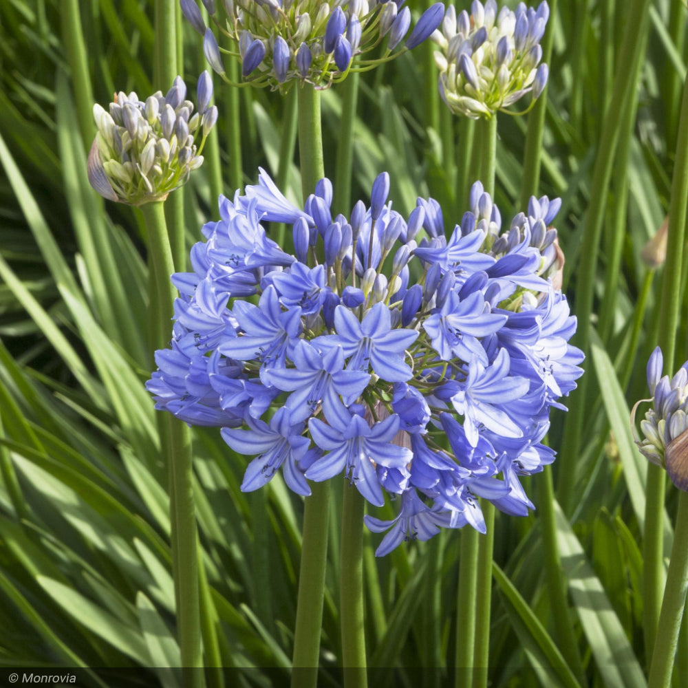 Agapanthus, Midknight Blue #3