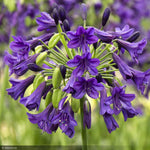 Load image into Gallery viewer, Agapanthus, Purple Potion #1
