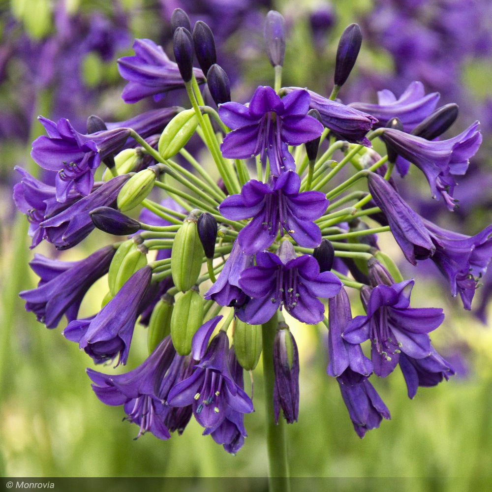 Agapanthus, Purple Potion #1