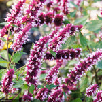 Load image into Gallery viewer, Agastache, Beelicious Pink #1
