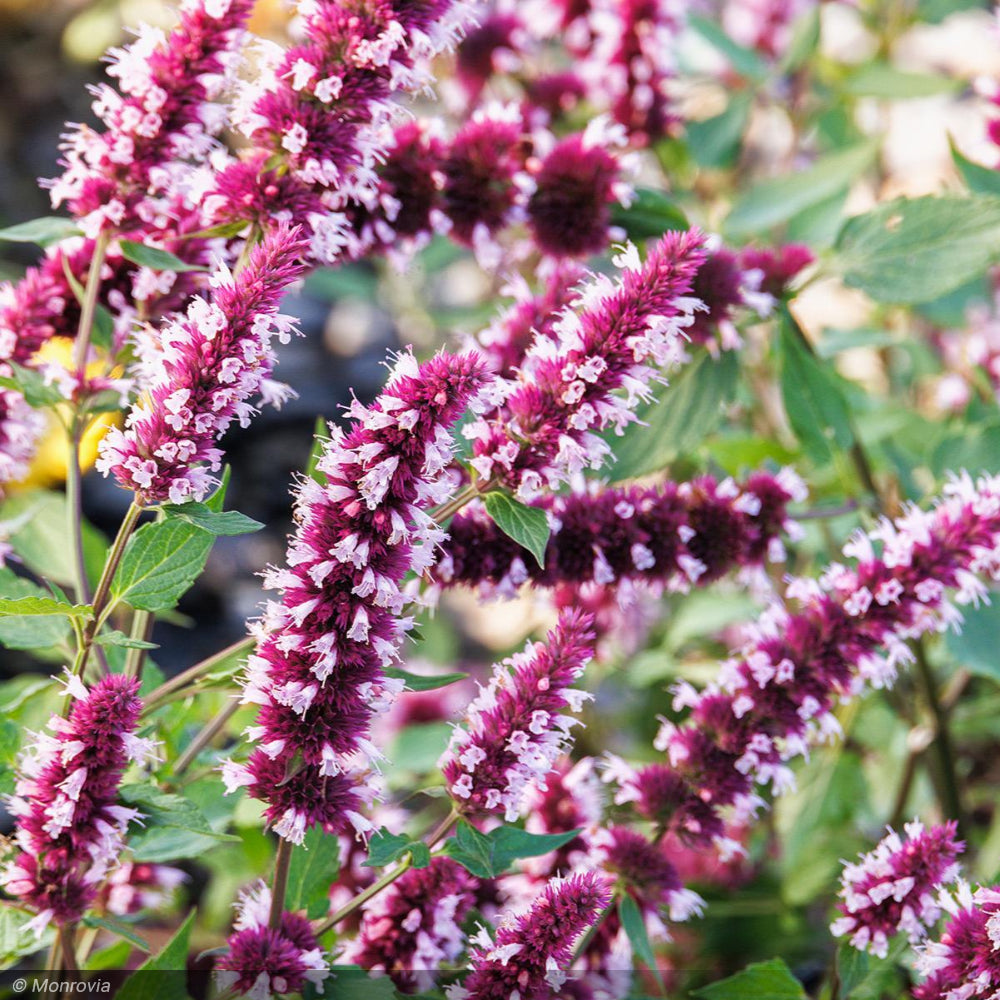 Agastache, Beelicious Pink #1