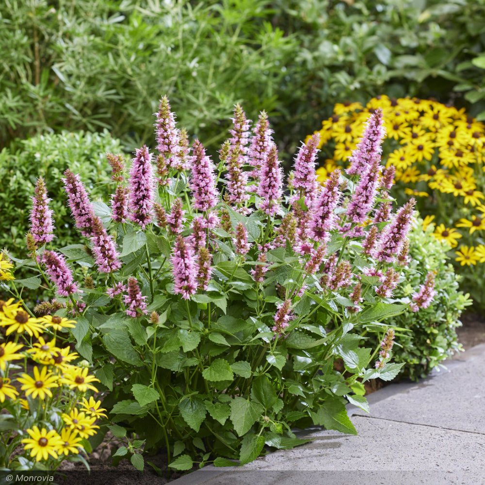 Agastache, Beelicious Pink #1