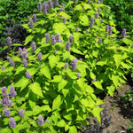 Load image into Gallery viewer, Agastache, Golden Jubilee #1