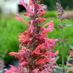 Load image into Gallery viewer, Agastache, Kudos Coral #1