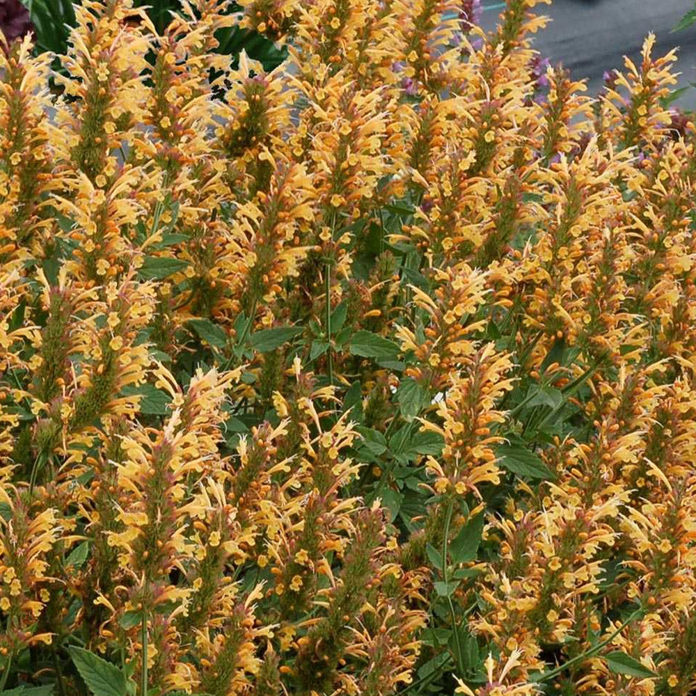 Agastache, Kudos Gold #1