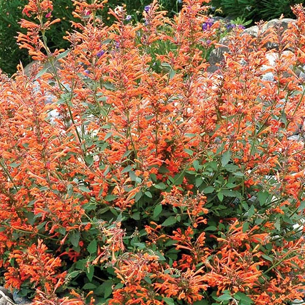 Agastache, Kudos Mandarin #1