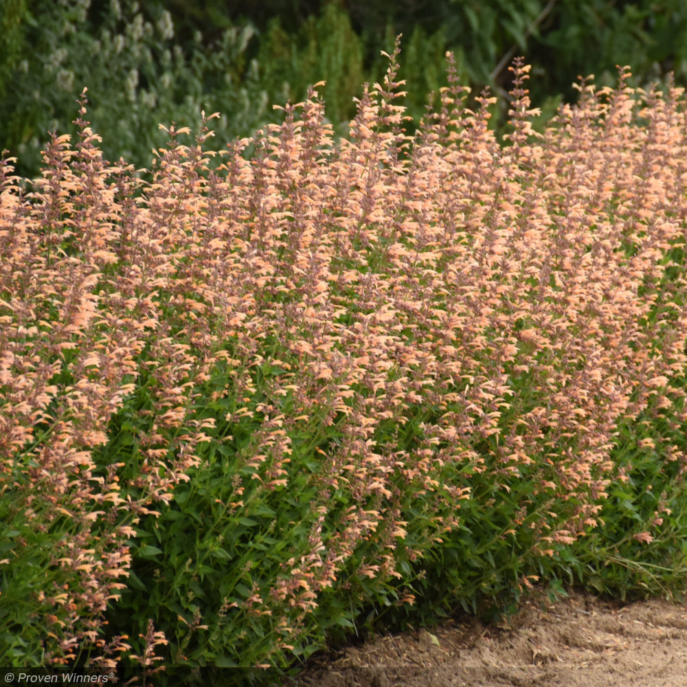 Agastache, Meant to Bee Queen Nectarine #1