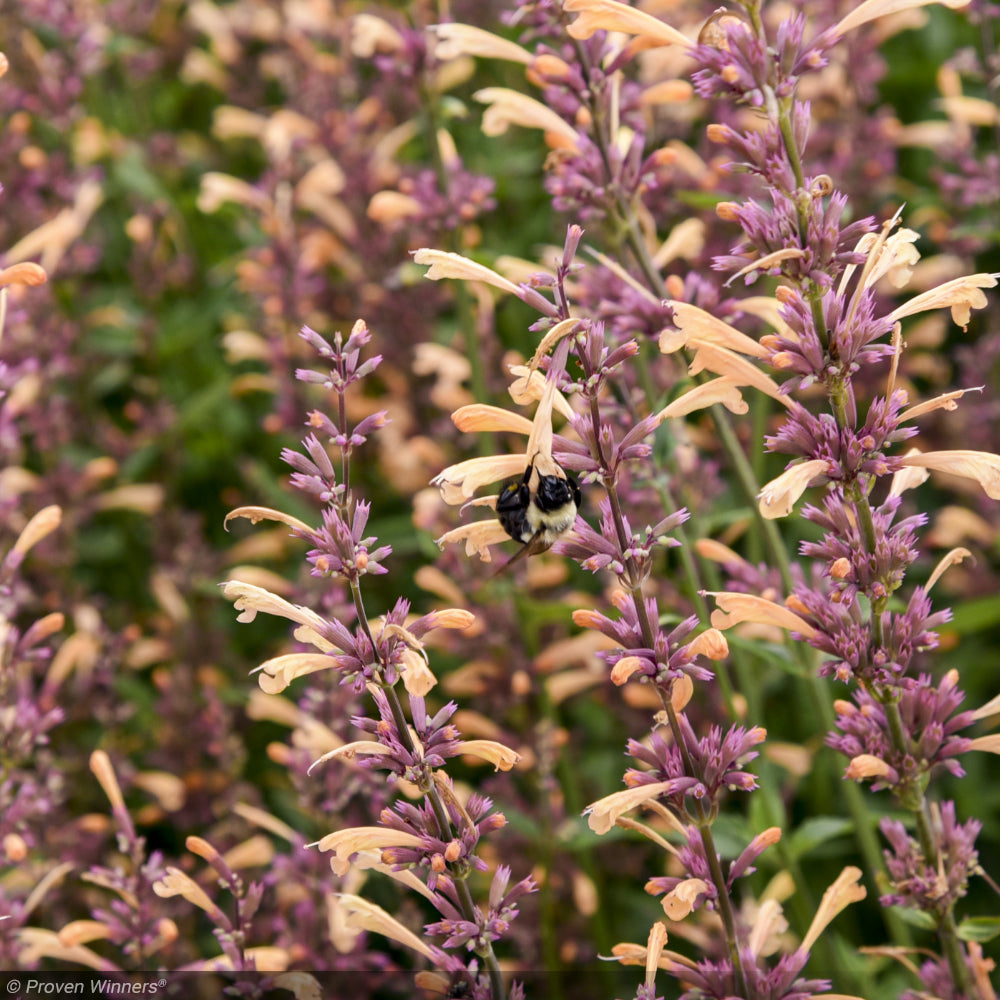 Agastache, Meant to Bee Queen Nectarine #1