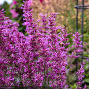 Agastache, Meant to Bee Royal Raspberry #1
