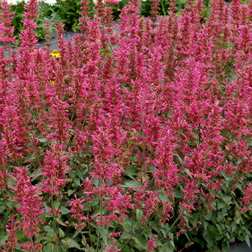 Agastache, Morello #1