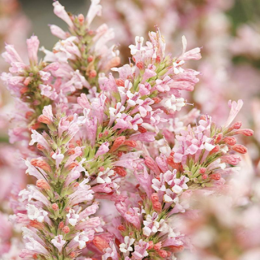 Agastache, Pink Pearl #1