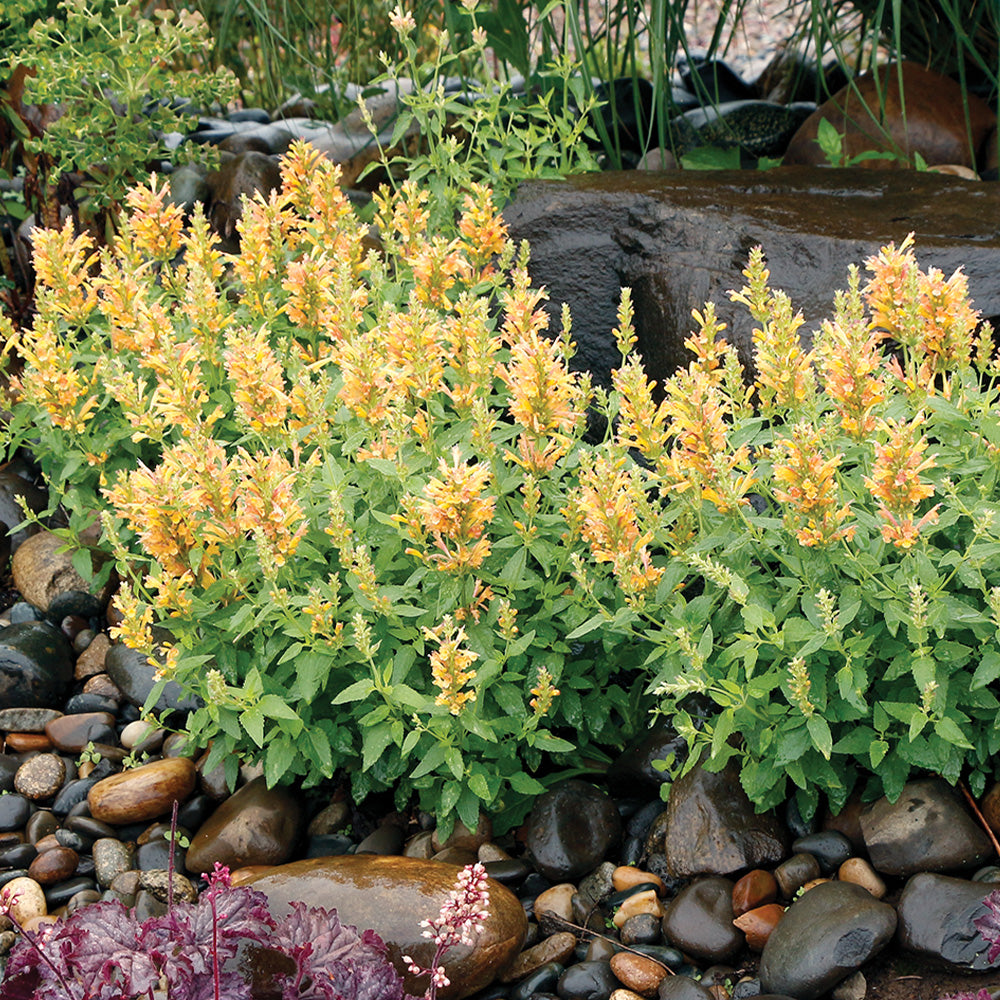 Agastache, Poquito Butter #1