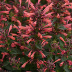 Load image into Gallery viewer, Agastache, Summerlong Coral #1
