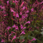 Load image into Gallery viewer, Agastache, Summerlong Lilac #1
