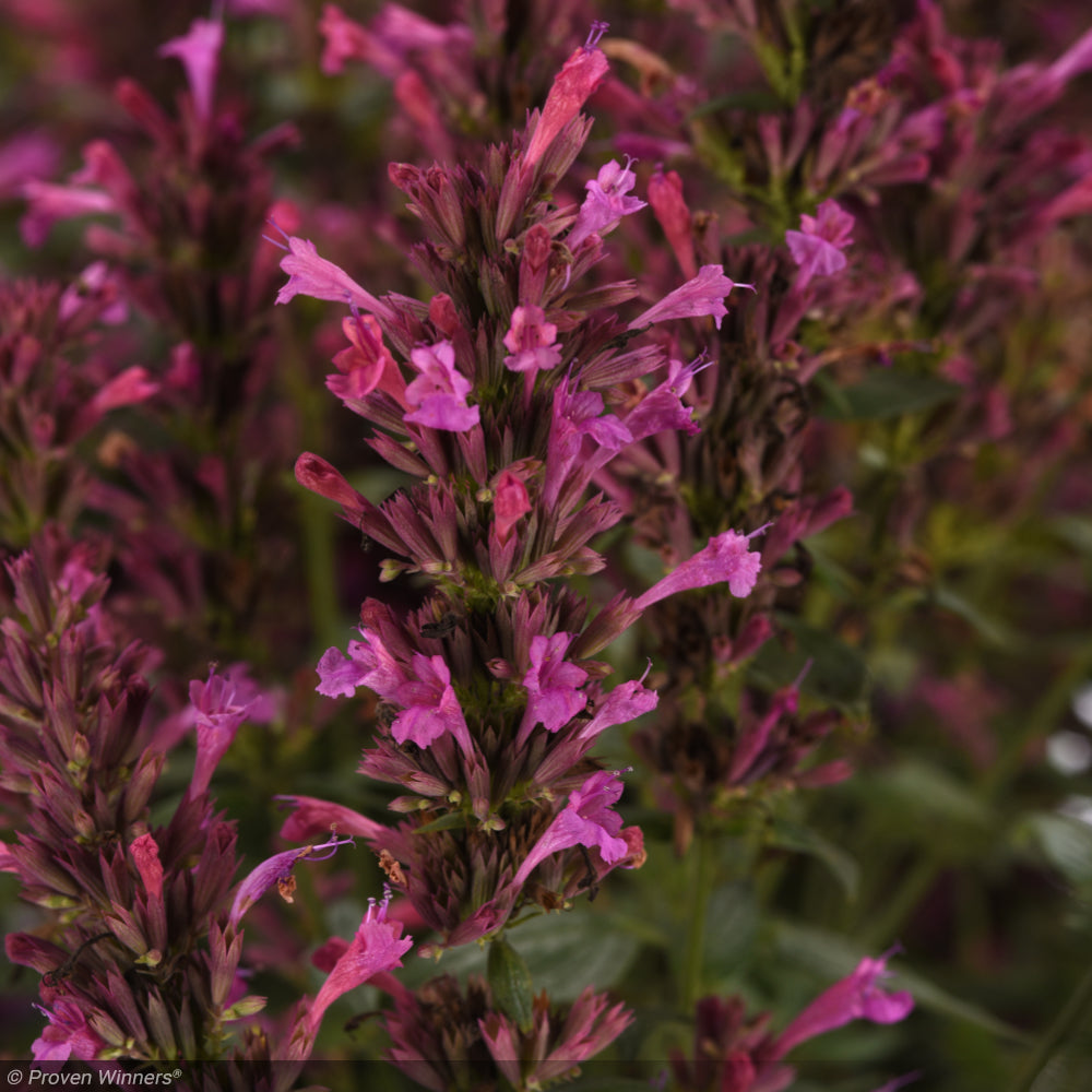 Agastache, Summerlong Lilac #1