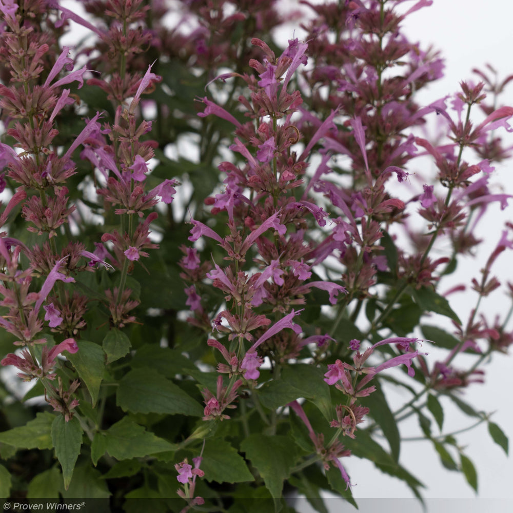 Agastache, Summerlong Lilac #1