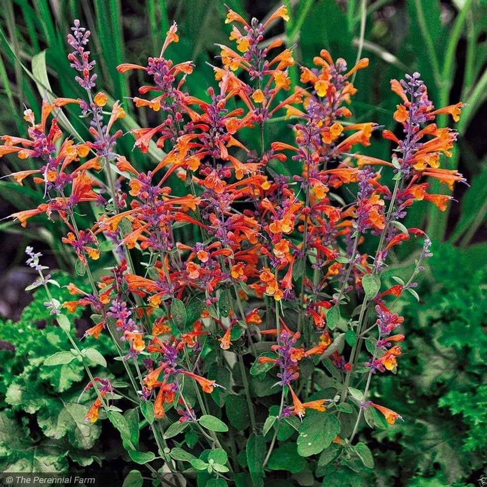 Agastache, Tango #1