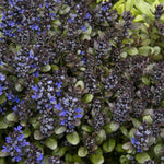 Load image into Gallery viewer, Ajuga, Blueberry Muffin Qt
