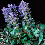 Ajuga, Chocolate Chip #1