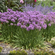 Allium, Serendipity #1