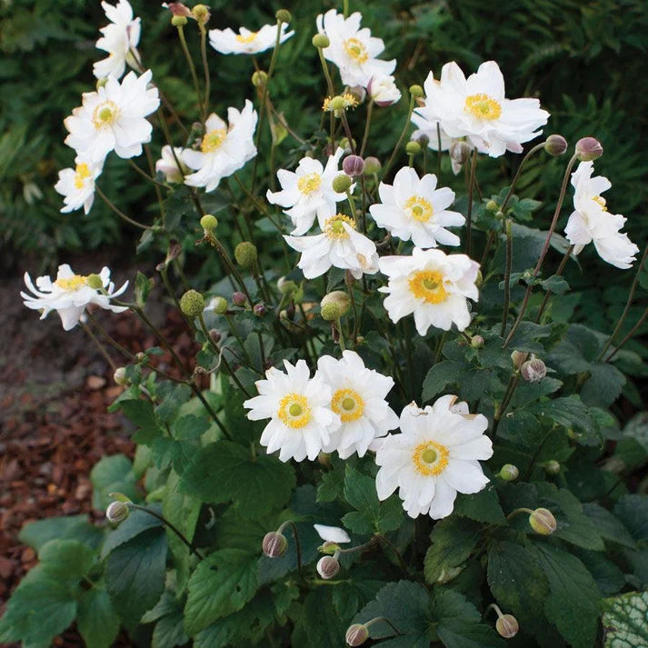 Anemone, Fantasy Snow Angel #1