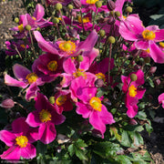 Anemone, Red Riding Hood #1