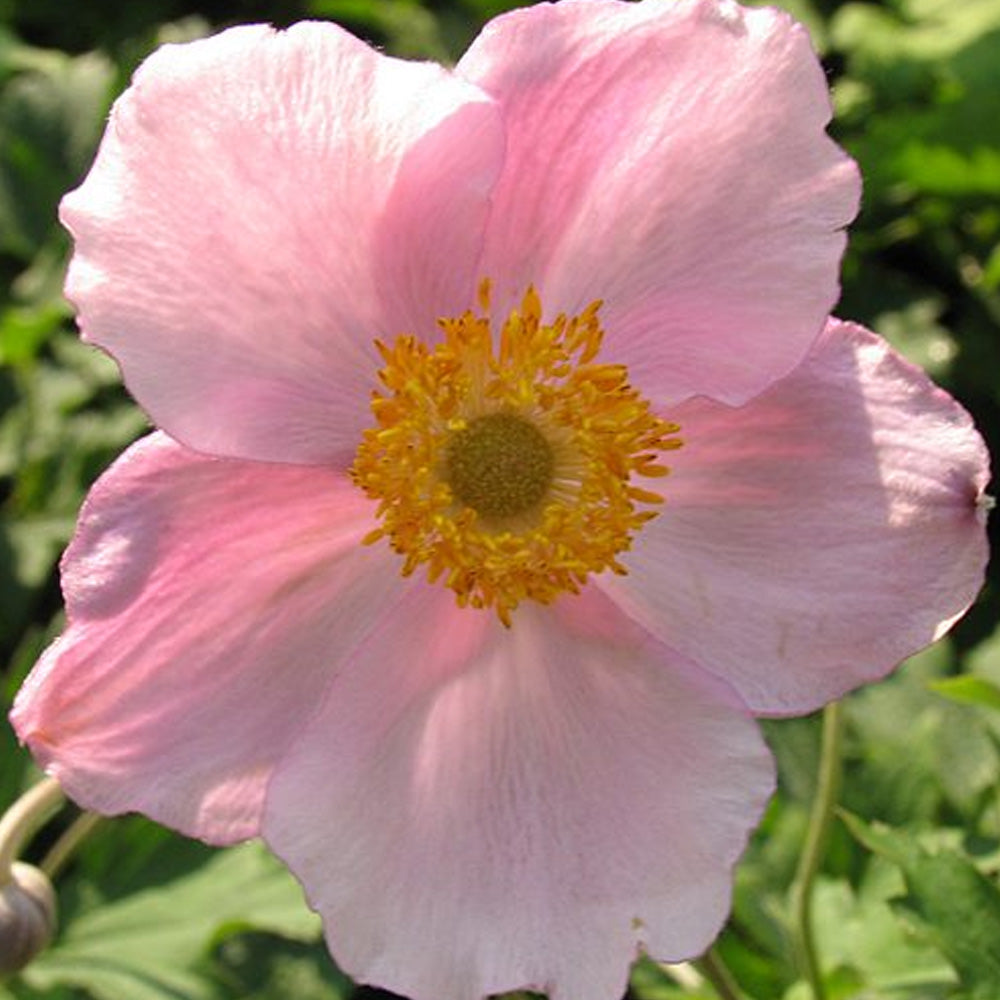 ♡ ☆こはく☆ 様 ♡ forestwave＋anemone Budding Amber Blossoms) Kohaku Oukawa | The English Ensemble